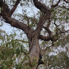 Eucalyptus muelleriana at Tuross Head, NSW - 4 Nov 2023