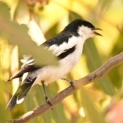 Lalage tricolor (White-winged Triller) at Belconnen, ACT - 2 Nov 2023 by Thurstan