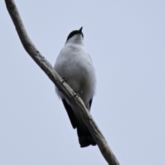 Lalage tricolor at Belconnen, ACT - 3 Nov 2023