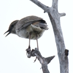 Lalage tricolor at Belconnen, ACT - 3 Nov 2023 09:59 AM