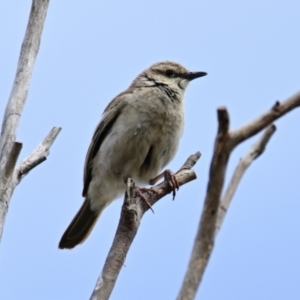 Lalage tricolor at Belconnen, ACT - 3 Nov 2023 09:59 AM