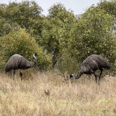 Dromaius novaehollandiae (Emu) at Kosciuszko National Park - 16 Apr 2023 by Illilanga