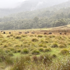 Dromaius novaehollandiae at Kosciuszko National Park - 16 Apr 2023 10:47 AM