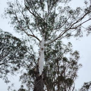 Eucalyptus pilularis at Tuross Head, NSW - 4 Nov 2023