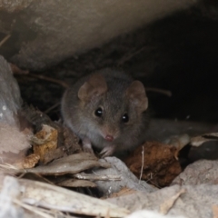 Antechinus agilis (Agile Antechinus) at Illilanga & Baroona - 12 Aug 2023 by Illilanga