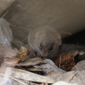 Antechinus agilis at Michelago, NSW - 13 Aug 2023