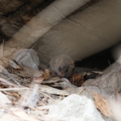 Antechinus agilis at Michelago, NSW - 13 Aug 2023 09:37 AM