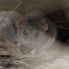 Antechinus agilis at Michelago, NSW - 13 Aug 2023 09:37 AM