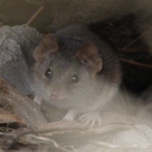 Antechinus agilis at Michelago, NSW - 13 Aug 2023 09:37 AM