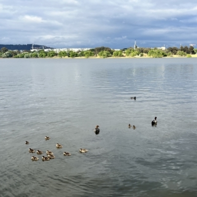 Chenonetta jubata (Australian Wood Duck) at Lake Burley Griffin Central/East - 3 Nov 2023 by courtneyb