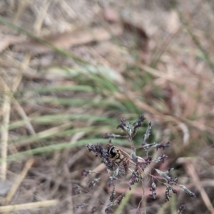 Simosyrphus grandicornis at Higgins, ACT - 4 Nov 2023