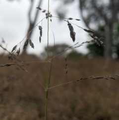 Tiphiidae (family) at Higgins Woodland - 4 Nov 2023