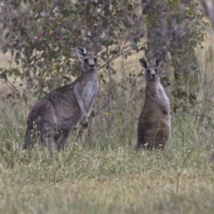 Macropus giganteus (Eastern Grey Kangaroo) at Kuringa Woodlands - 3 Nov 2023 by Trevor