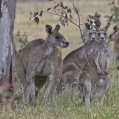 Macropus giganteus at Fraser, ACT - 3 Nov 2023 02:46 PM