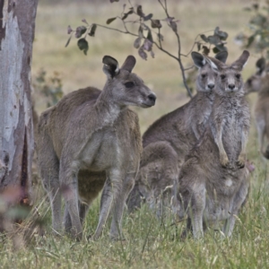 Macropus giganteus at Fraser, ACT - 3 Nov 2023