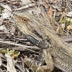 Pogona barbata (Eastern Bearded Dragon) at Hackett, ACT - 4 Nov 2023 by Louisab