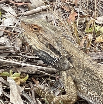 Pogona barbata (Eastern Bearded Dragon) at Hackett, ACT - 3 Nov 2023 by Louisab