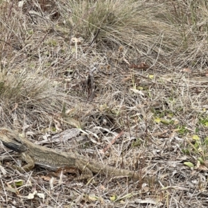 Pogona barbata at Hackett, ACT - 4 Nov 2023