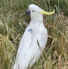 Cacatua galerita (Sulphur-crested Cockatoo) at Watson, ACT - 4 Nov 2023 by Louisab