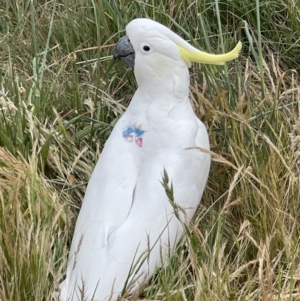 Cacatua galerita at Watson, ACT - 4 Nov 2023