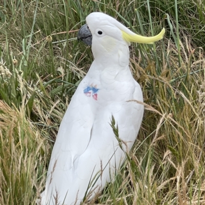 Cacatua galerita (Sulphur-crested Cockatoo) at Watson, ACT - 4 Nov 2023 by Louisab