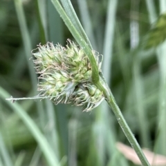 Carex inversa (Knob Sedge) at National Arboretum Forests - 3 Nov 2023 by JaneR