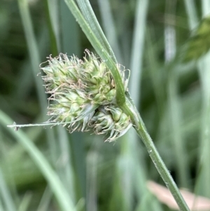 Carex inversa at Molonglo Valley, ACT - 3 Nov 2023