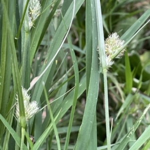Carex inversa at Molonglo Valley, ACT - 3 Nov 2023