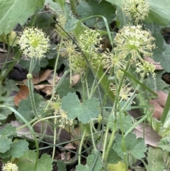 Hydrocotyle laxiflora (Stinking Pennywort) at Molonglo Valley, ACT - 3 Nov 2023 by JaneR