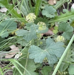 Hydrocotyle laxiflora at Molonglo Valley, ACT - 3 Nov 2023