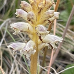 Orobanche minor (Broomrape) at National Arboretum Forests - 3 Nov 2023 by JaneR