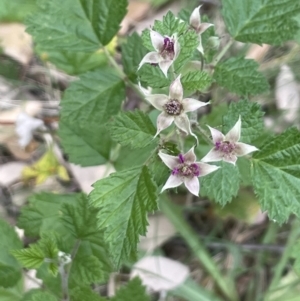 Rubus parvifolius at Molonglo Valley, ACT - 3 Nov 2023