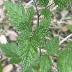 Rubus parvifolius at Molonglo Valley, ACT - 3 Nov 2023