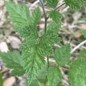 Rubus parvifolius at Molonglo Valley, ACT - 3 Nov 2023 03:25 PM