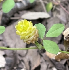 Trifolium campestre (Hop Clover) at Molonglo Valley, ACT - 3 Nov 2023 by JaneR