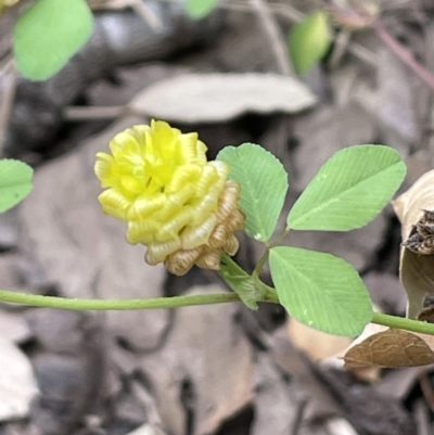 Trifolium campestre (Hop Clover) at Molonglo Valley, ACT - 3 Nov 2023 by JaneR