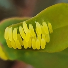 Paropsisterna cloelia (Eucalyptus variegated beetle) at Mount Mugga Mugga - 3 Nov 2023 by Mike