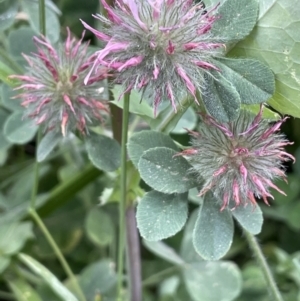 Trifolium hirtum at National Arboretum Forests - 3 Nov 2023 03:14 PM