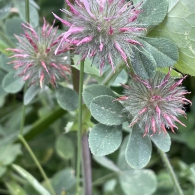 Trifolium hirtum (Rose Clover) at National Arboretum Forests - 3 Nov 2023 by JaneR