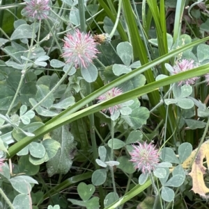 Trifolium hirtum at National Arboretum Forests - 3 Nov 2023 03:14 PM