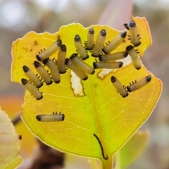 Paropsis atomaria (Eucalyptus leaf beetle) at Mount Mugga Mugga - 3 Nov 2023 by Mike