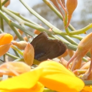 Pollanisus (genus) at Borough, NSW - 3 Nov 2023