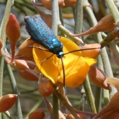 Pollanisus (genus) at Borough, NSW - 3 Nov 2023