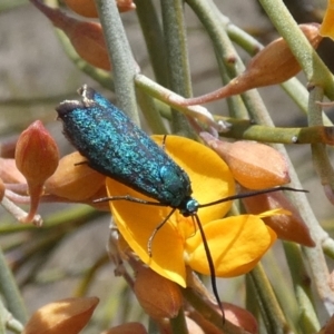 Pollanisus (genus) at Borough, NSW - 3 Nov 2023