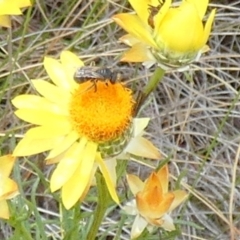 Lasioglossum (Chilalictus) sp. (genus & subgenus) (Halictid bee) at Boro - 3 Nov 2023 by Paul4K
