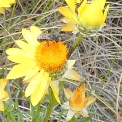 Lasioglossum (Chilalictus) sp. (genus & subgenus) (Halictid bee) at Borough, NSW - 3 Nov 2023 by Paul4K