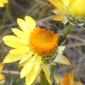 Lasioglossum (Chilalictus) sp. (genus & subgenus) at Borough, NSW - 3 Nov 2023