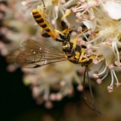 Labium sp. (genus) (An Ichneumon wasp) at Downer, ACT - 29 Oct 2023 by RobertD