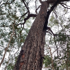 Eucalyptus paniculata at Bodalla State Forest - 4 Nov 2023