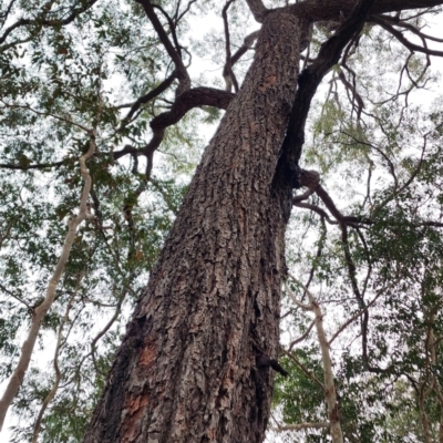 Eucalyptus paniculata (Grey Ironbark) at Bodalla State Forest - 4 Nov 2023 by Steve818